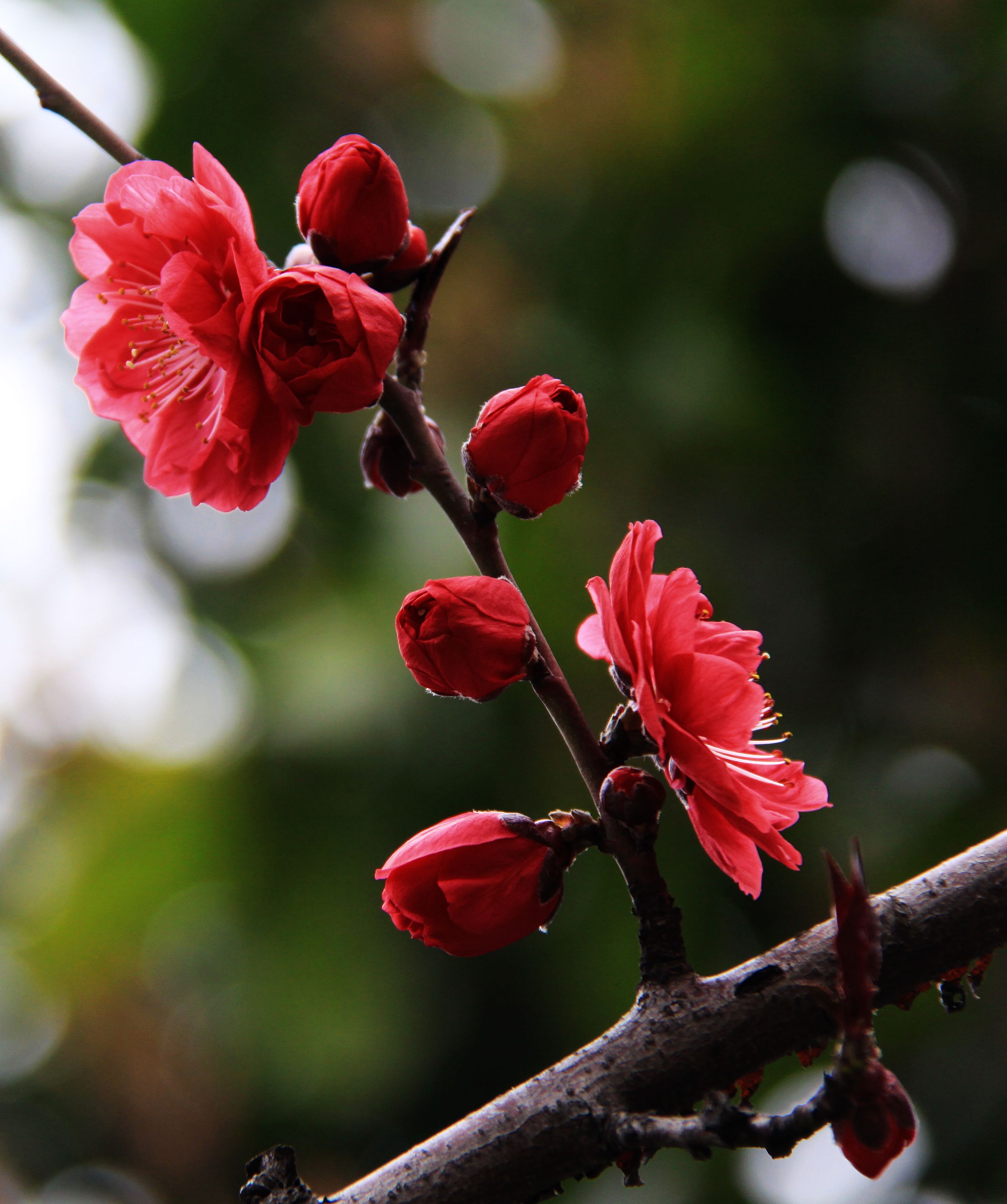 木本观赏桃花---碧桃