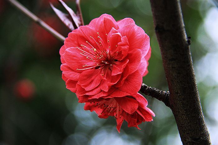 木本观赏桃花---碧桃