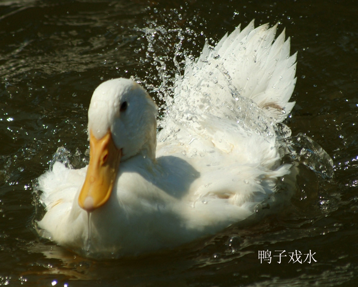 鸭子戏水