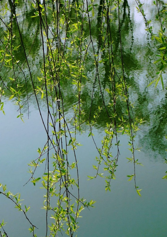 【柳堤春色摄影图片】四川雅安清漪湖风光摄影