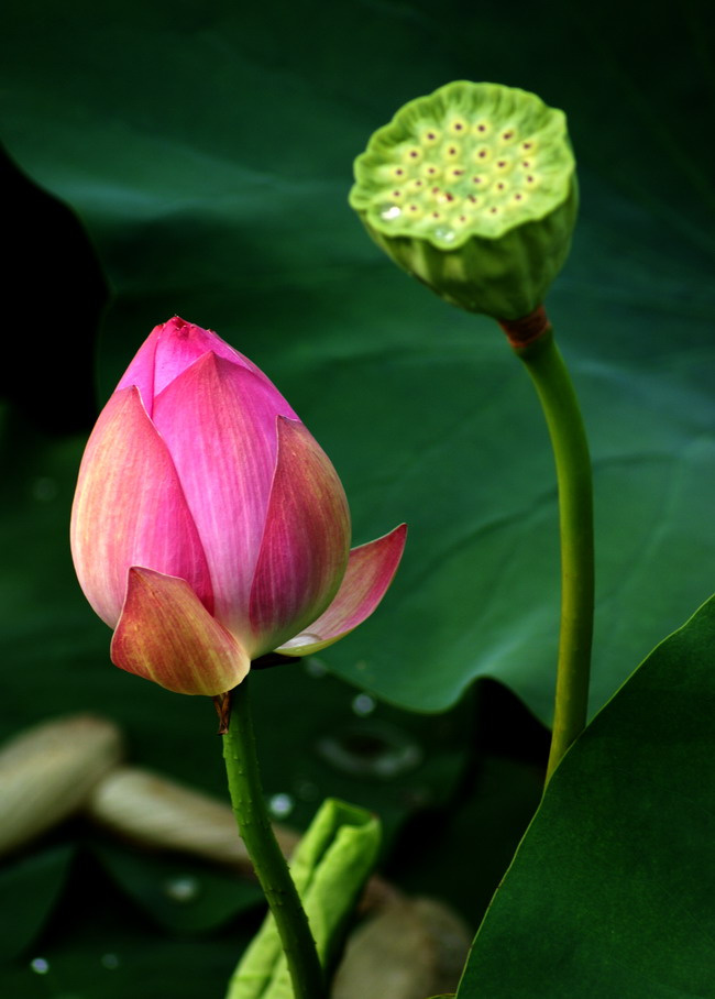 雨后荷花2