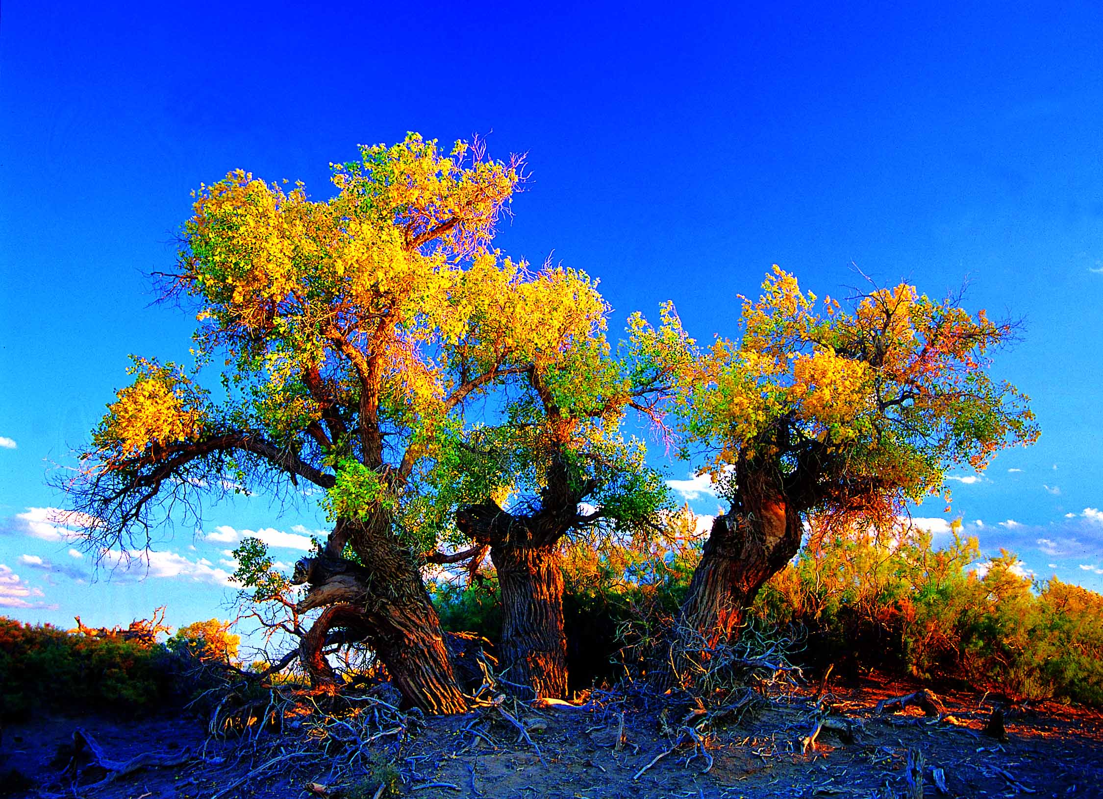 新英格兰的杨树，澳大利亚新南威尔士州 (© ILYA GENKIN/Alamy) @20190904 | NiceBing 必应美图 - 精彩 ...