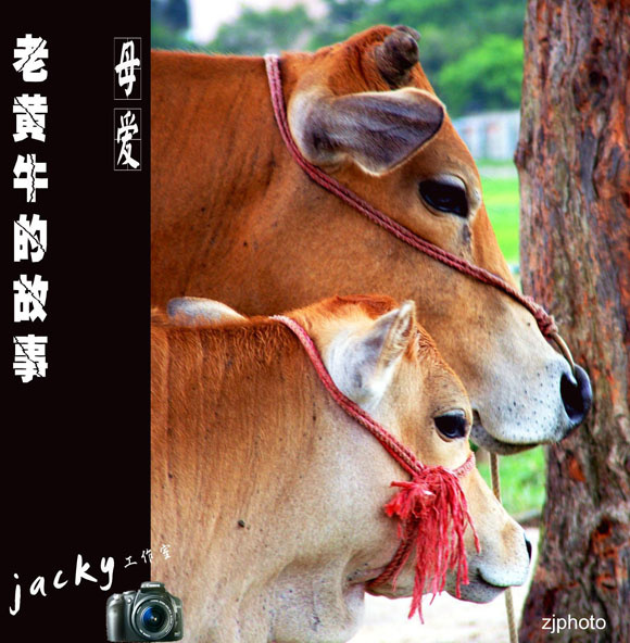 老黄牛
