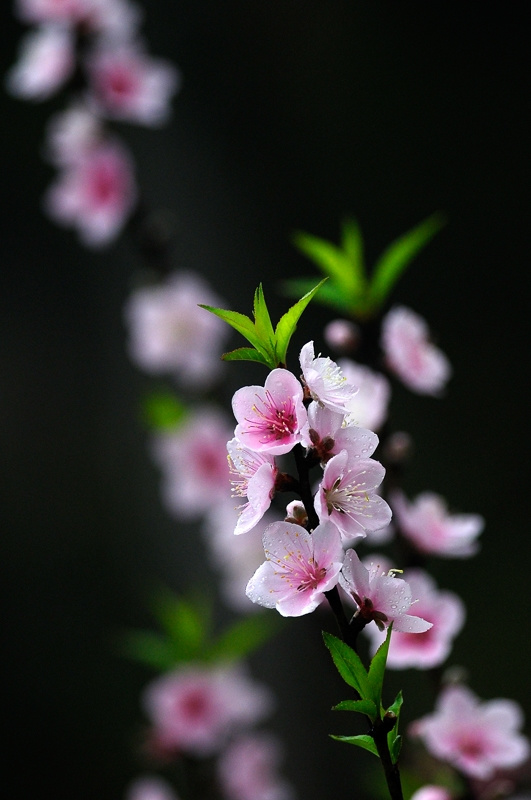 【桃花摄影图片】广州白云山桃花涧生态摄影_太平洋网