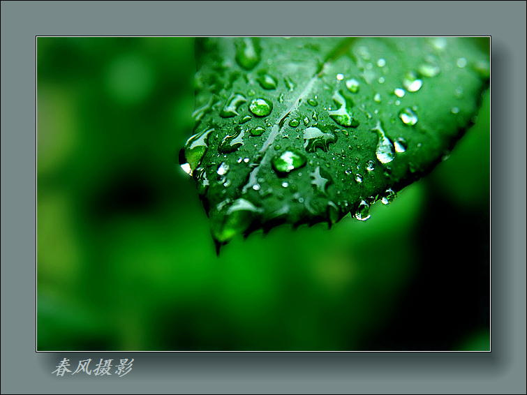 雨中绿叶