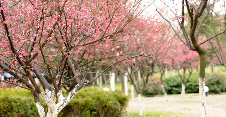 【春天来了,寻找春天的足迹摄影图片】天津风
