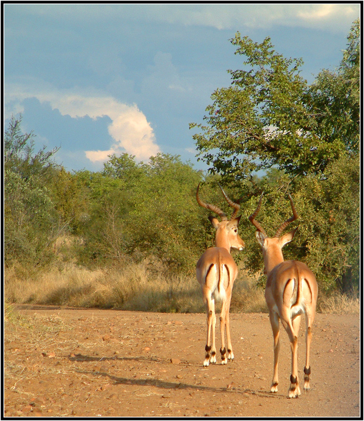 南非游记--克鲁格国家公园