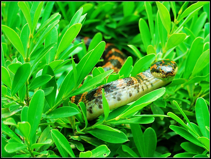 【不知道叫什么名字的蛇摄影图片】安徽芜湖生