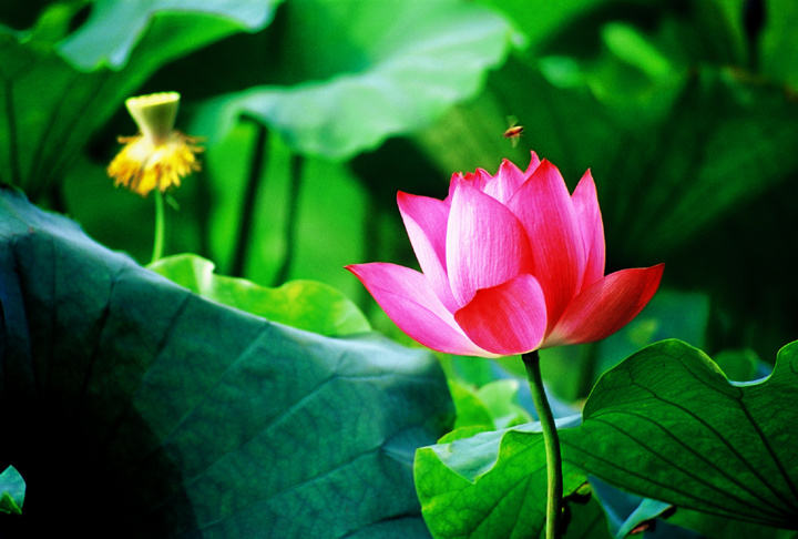 【荷花世界 lotus world摄影图片】山水荷花世界生态