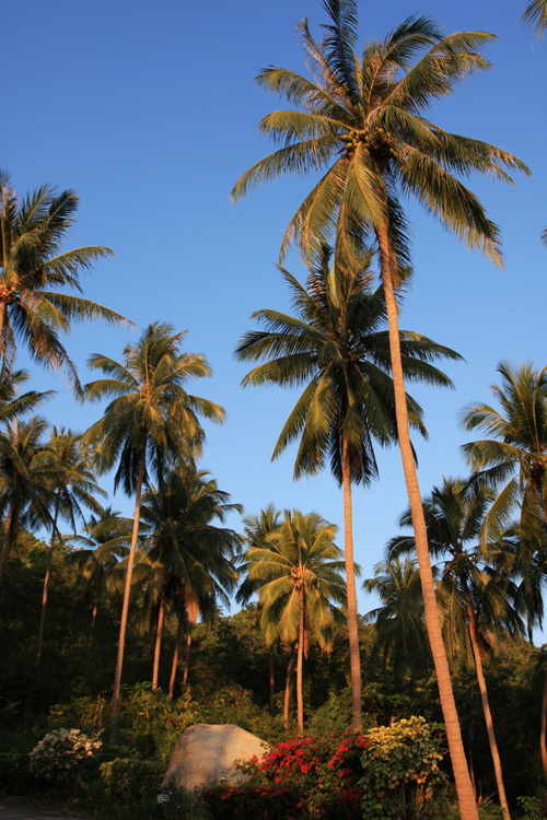 【感受椰林摄影图片】泰国苏梅岛风光旅游摄影