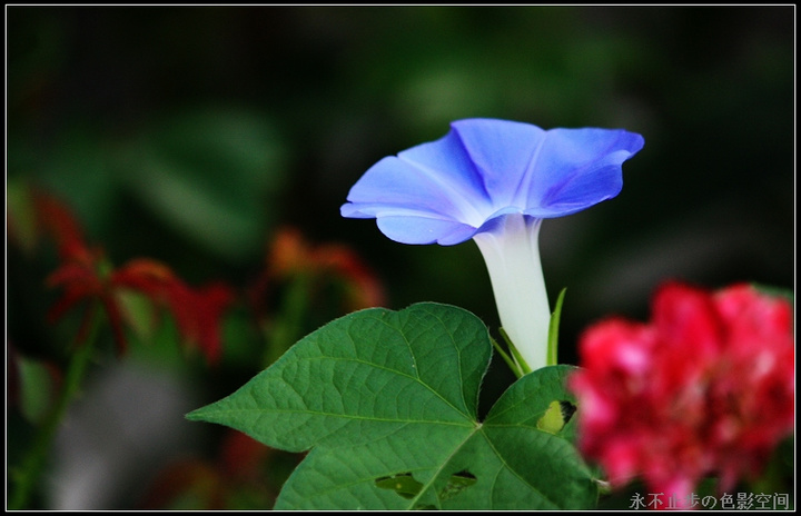 美丽的牵牛花 (共p)