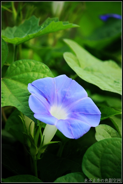 美丽的牵牛花 (共p)