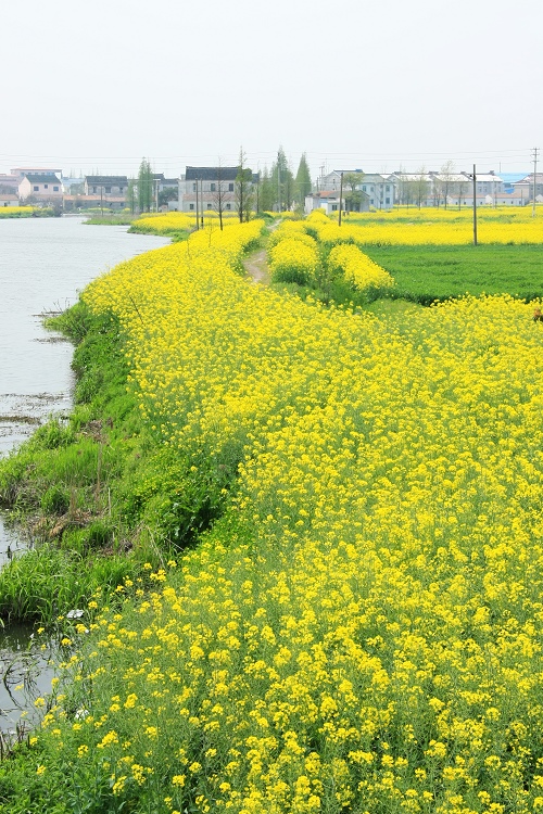 春天·田野上