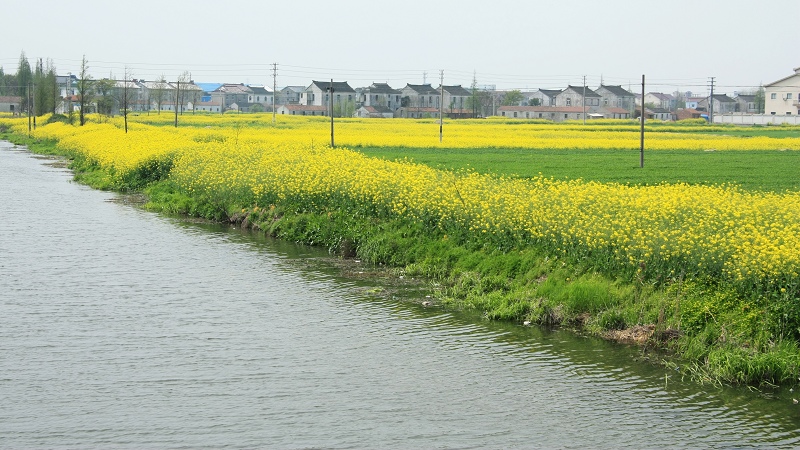 春天·田野上