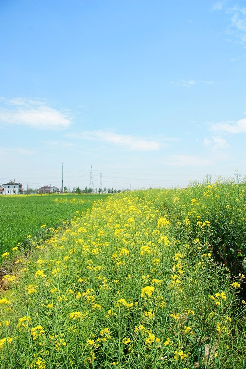 春天·田野上