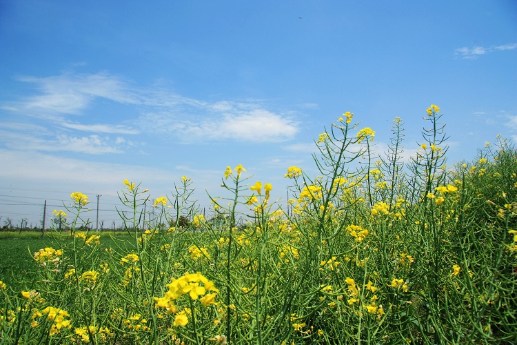 春天·田野上