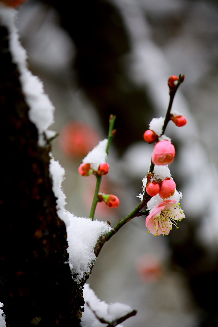 雪梅