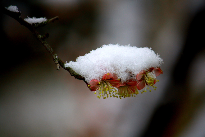 雪梅
