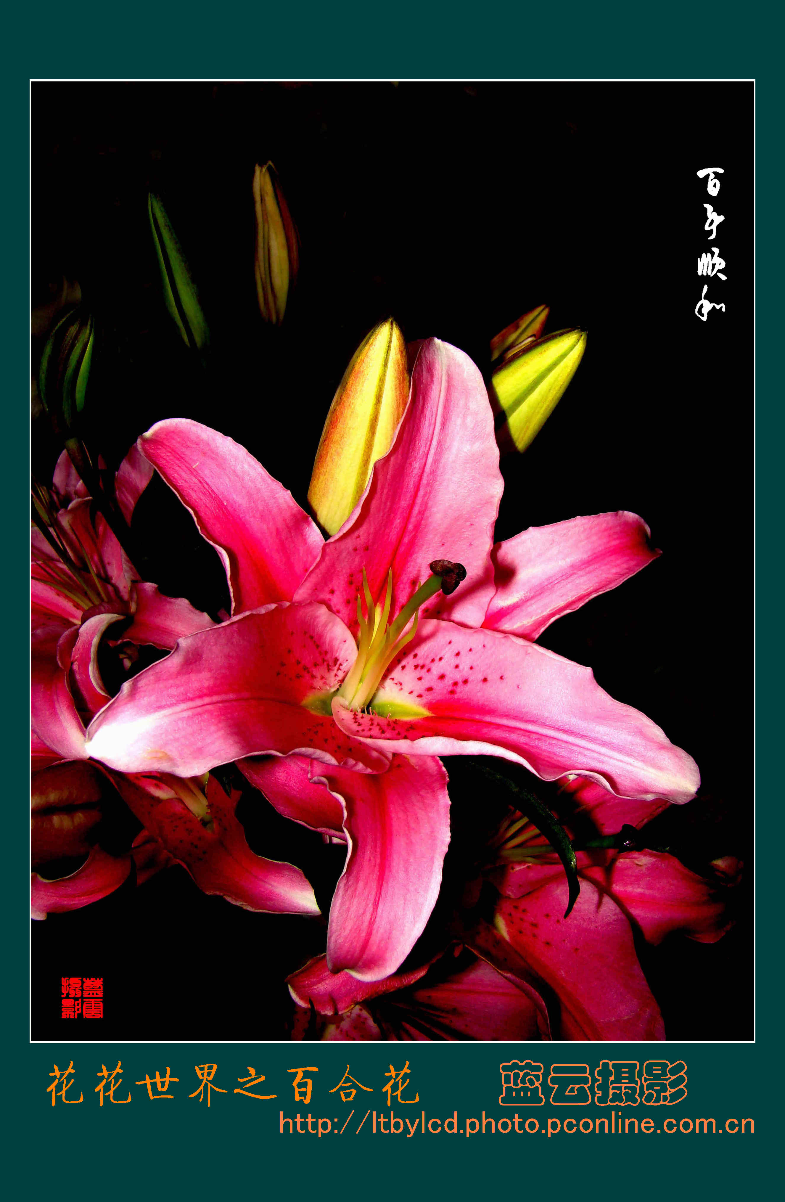 【花花世界之百合花摄影图片】西宁生态摄影_蓝天白云