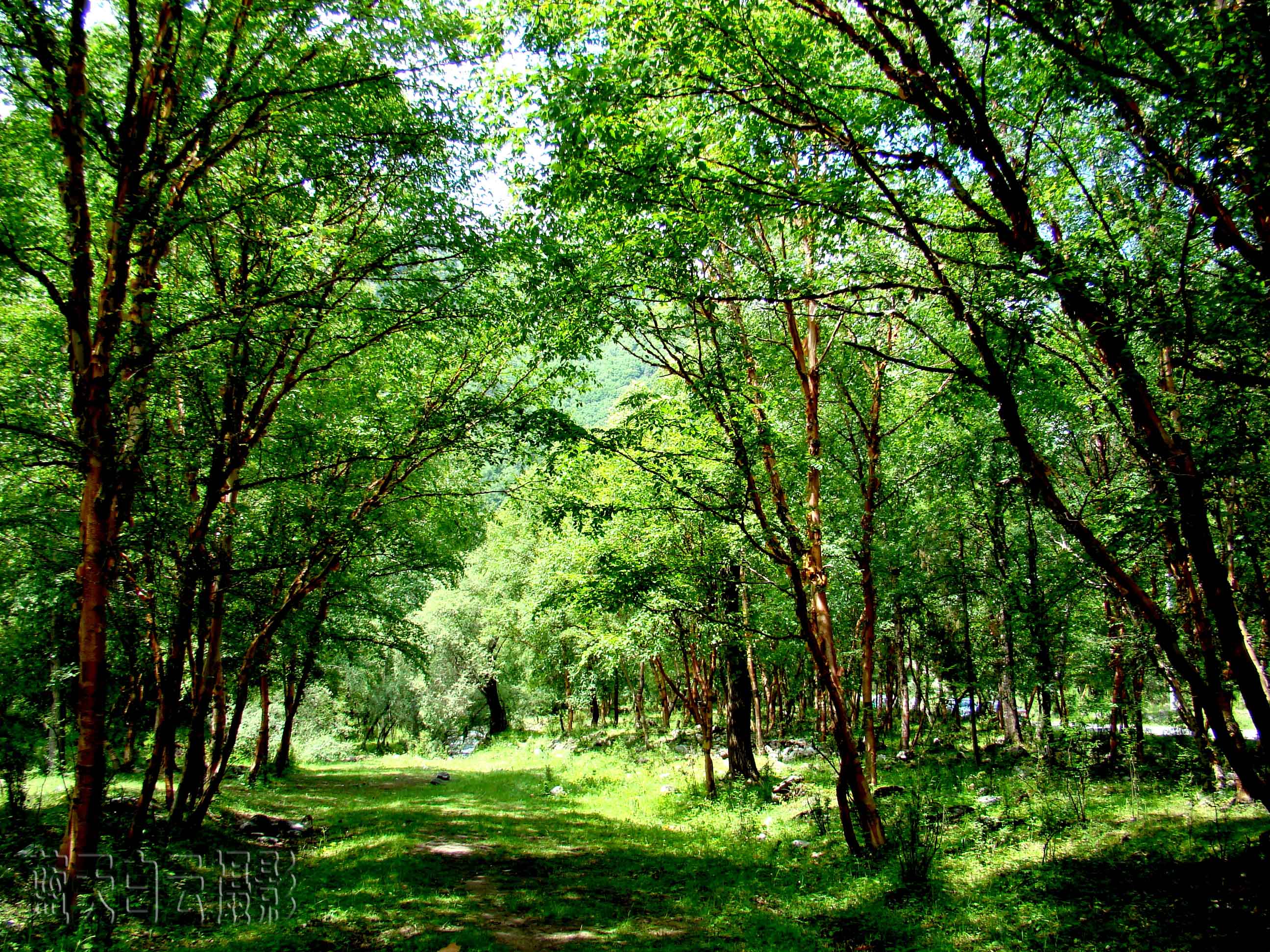 青海互助县北山国家森林公园的风景