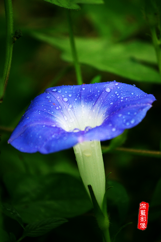 清晨雨露