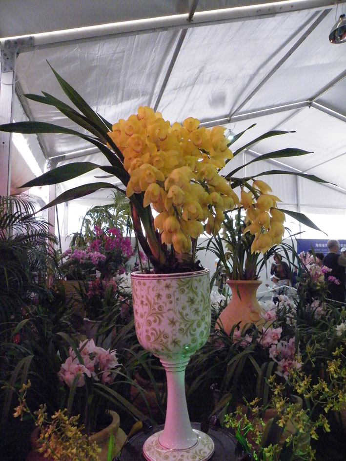 2010年三亚国际兰花展