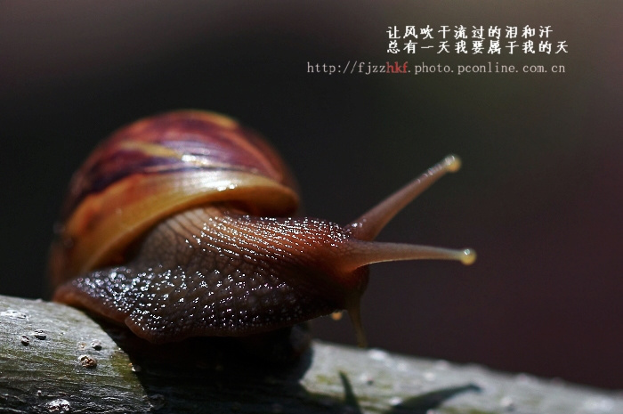 【蜗牛的希望摄影图片】漳州龙海龙池岩生态摄