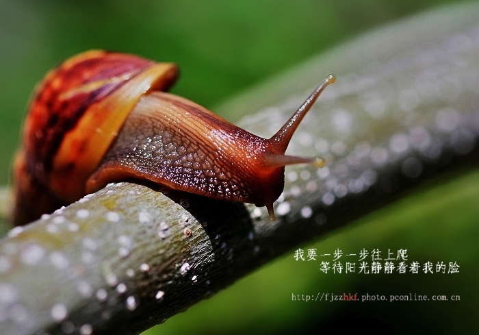 【蜗牛的希望摄影图片】漳州龙海龙池岩生态摄