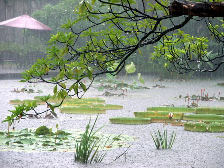雨中游园