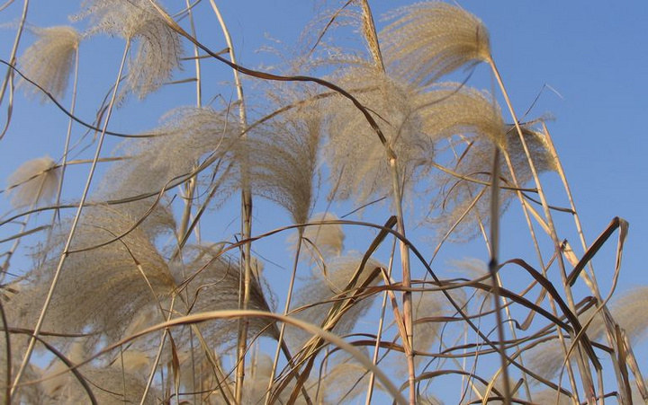 阳光微风和芦苇