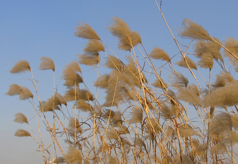 阳光,微风和芦苇