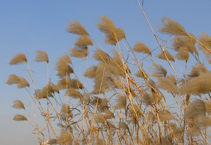 阳光,微风和芦苇