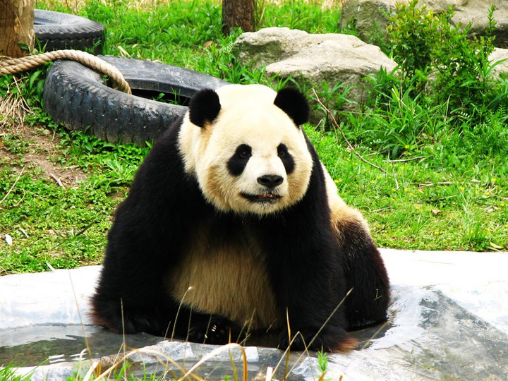 【上海野生动物园摄影图片】上海野生动物园纪