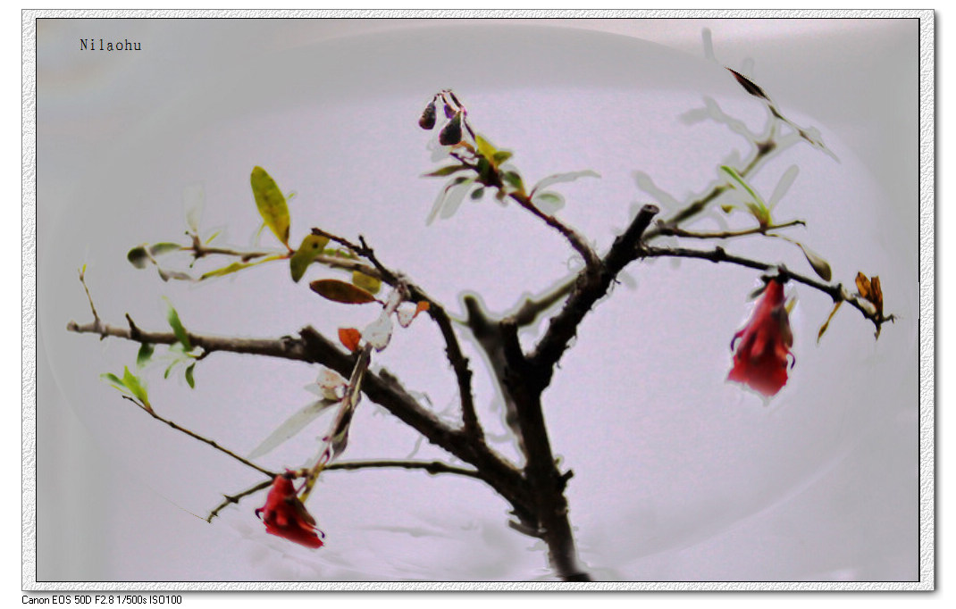 落叶残花