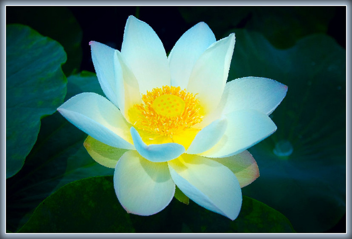 晶莹之白莲花