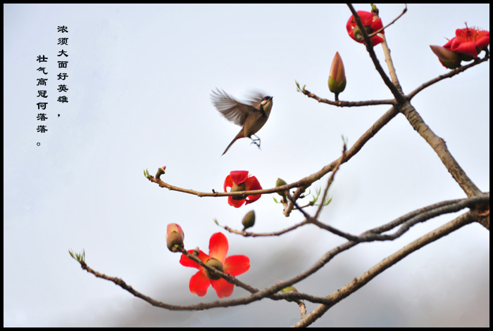 【木棉花的春天摄影图片】郊外生态摄影