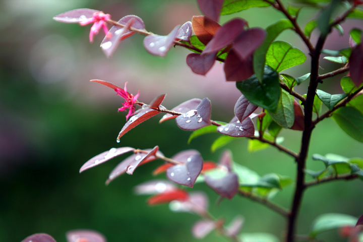 雨后芬芳