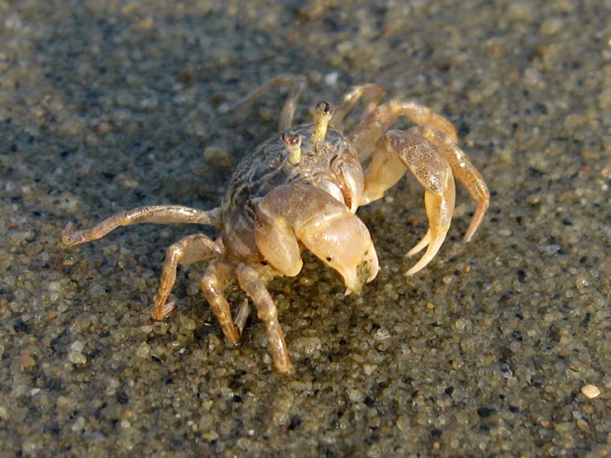 海边的小螃蟹