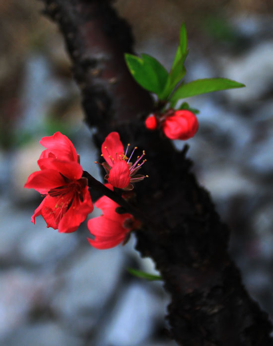 桃花开好运来