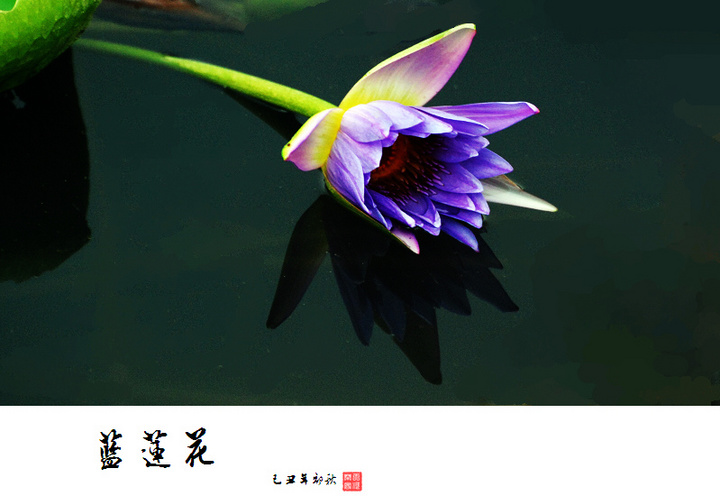 【蓝莲花摄影图片】华南植物园生态摄影_天河