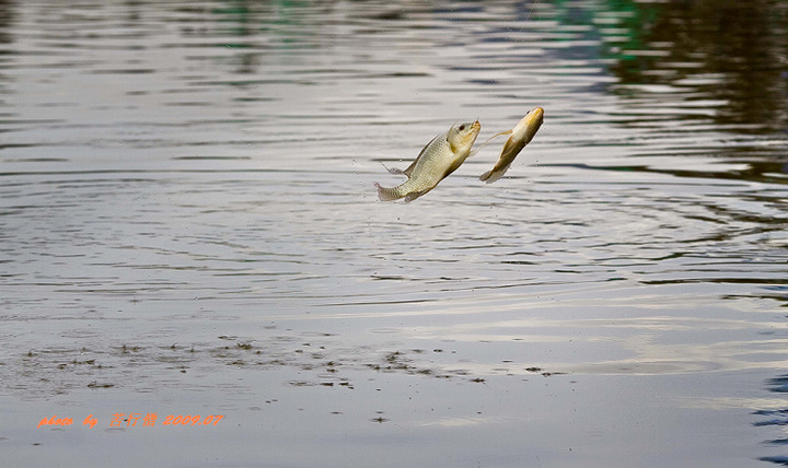 【鱼上钩了--2009.07双龙全国钓鱼比赛侧记摄