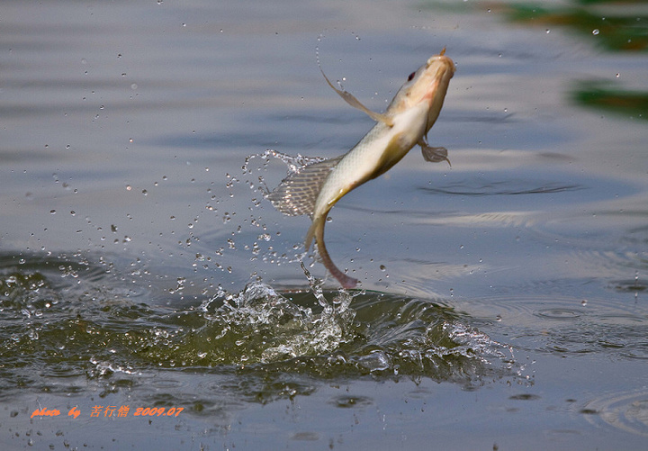 【鱼上钩了--2009.07双龙全国钓鱼比赛侧记摄
