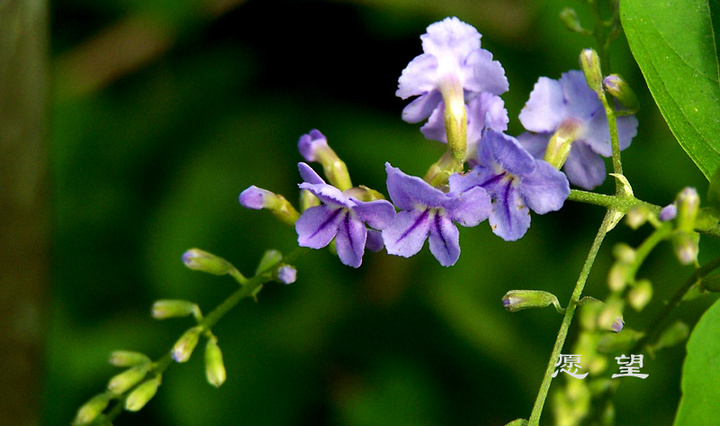 紫花