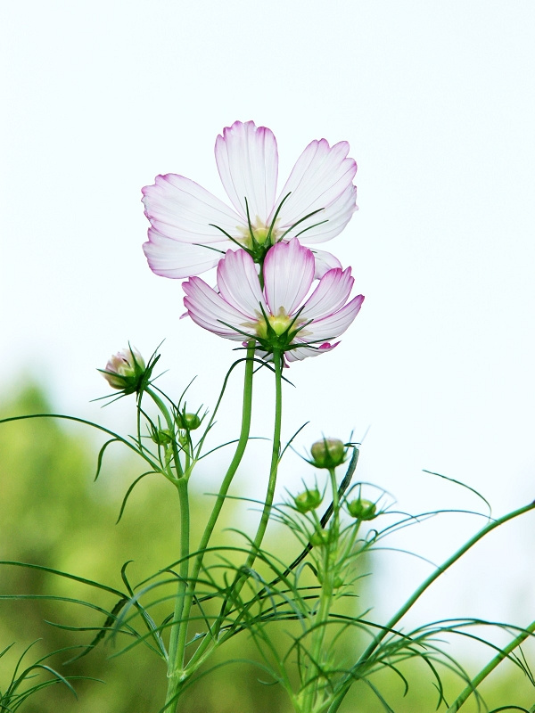 格桑花?波斯菊?(1)