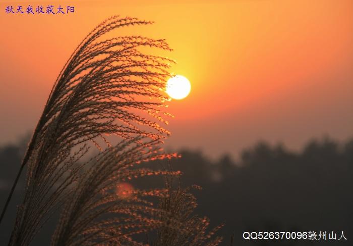 【秋天我收获太阳摄影图片】江西赣州生态摄影