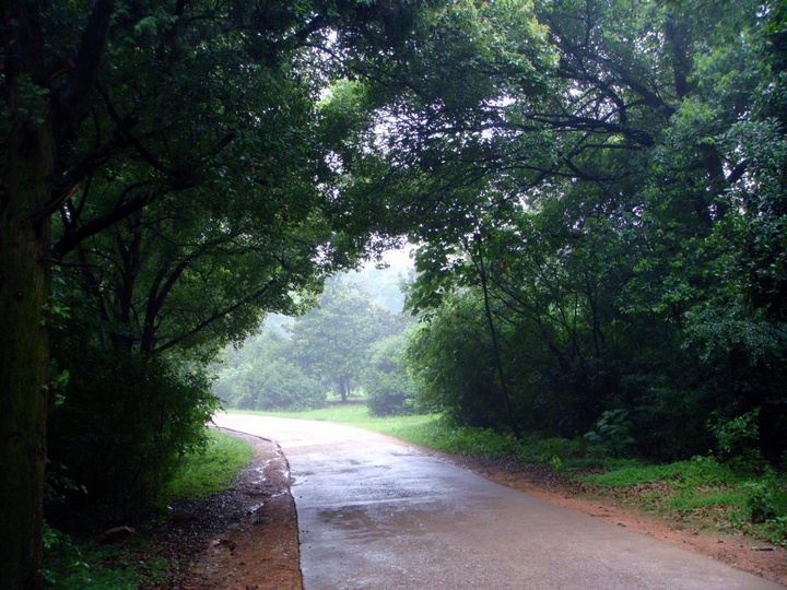 雨后的山路 武汉 磨山