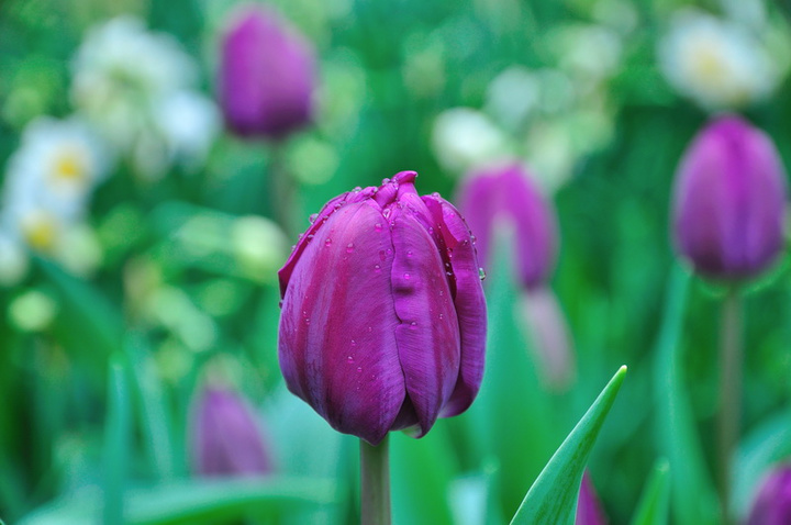 郁金香花语