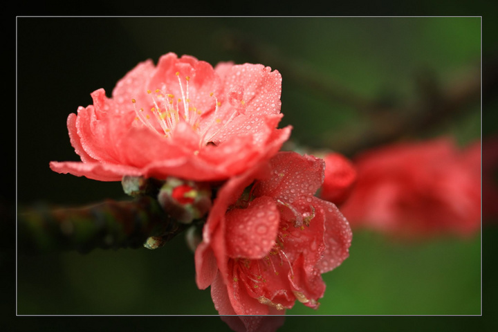 雨中桃花