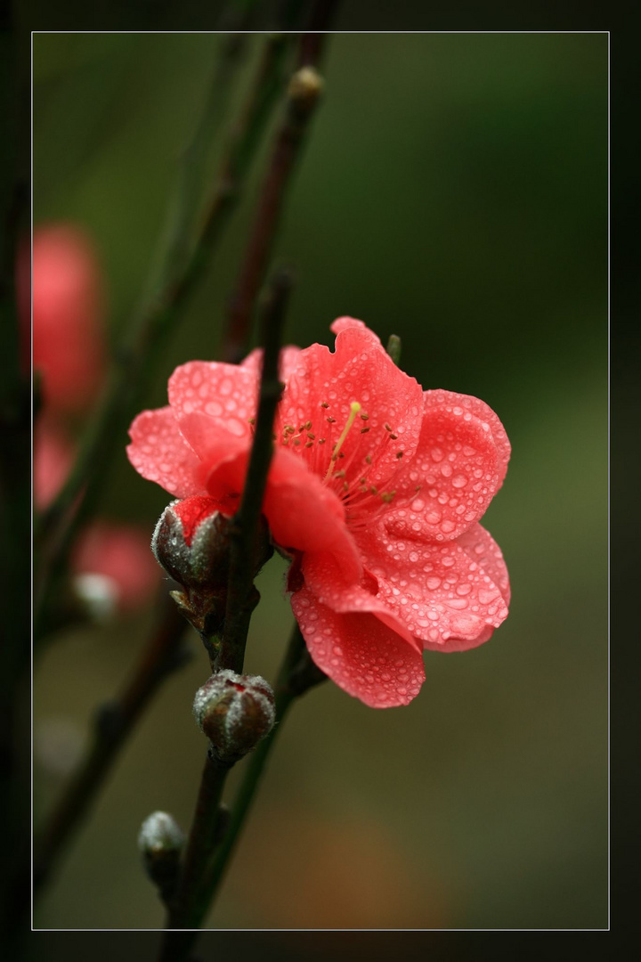 雨中桃花