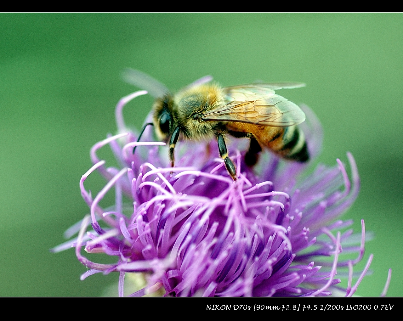 蜜蜂采蜜春天白山桃花蜜蜂公园采蜜绽放摄影图配图高清摄影大图-千库网